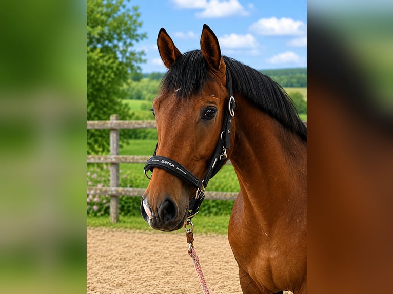 Hannoveraan Ruin 3 Jaar 162 cm Bruin in Neuhaus an der Oste