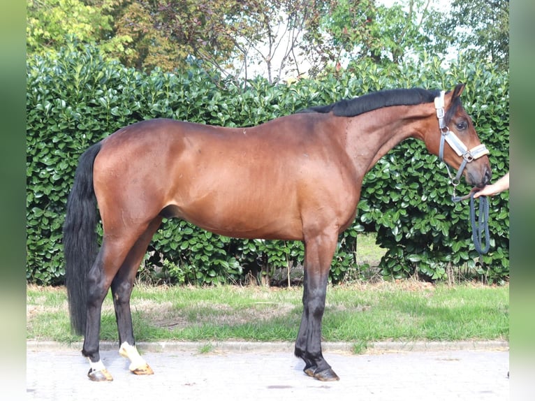 Hannoveraan Ruin 3 Jaar 162 cm Bruin in Selsingen