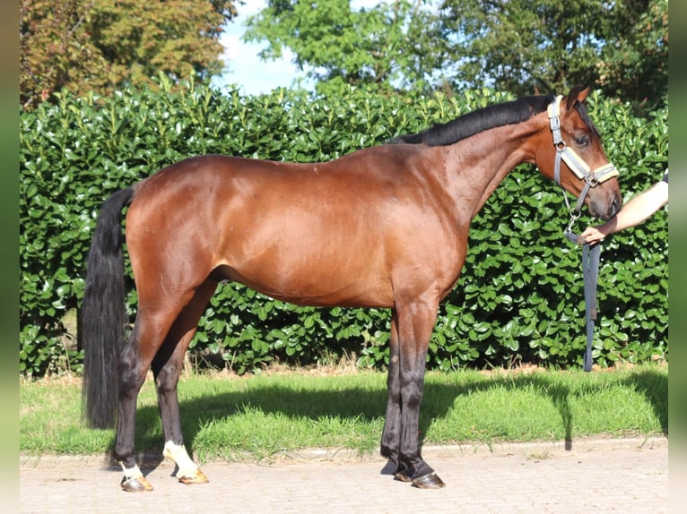 Hannoveraan Ruin 3 Jaar 162 cm Bruin in Selsingen