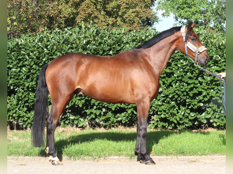 Hannoveraan Ruin 3 Jaar 162 cm Bruin in Selsingen