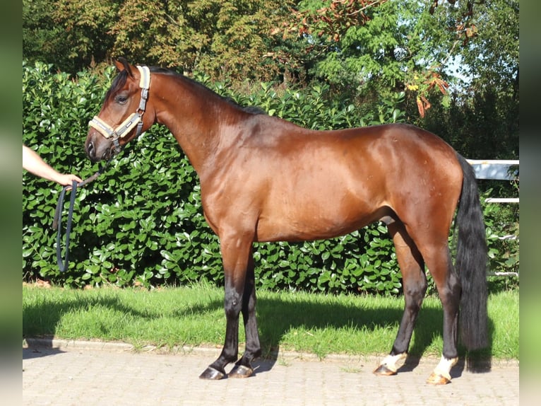 Hannoveraan Ruin 3 Jaar 162 cm Bruin in Selsingen