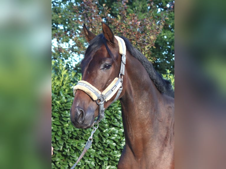 Hannoveraan Ruin 3 Jaar 162 cm Bruin in Selsingen