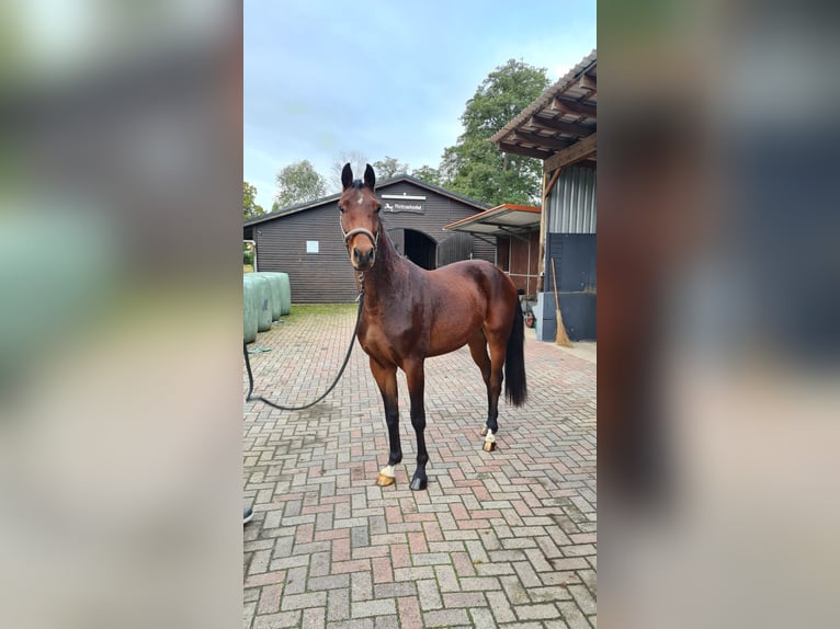 Hannoveraan Ruin 3 Jaar 162 cm Bruin in Oyten