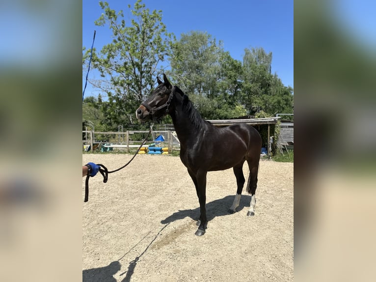 Hannoveraan Ruin 3 Jaar 162 cm Donkerbruin in Wangen im Allgäu