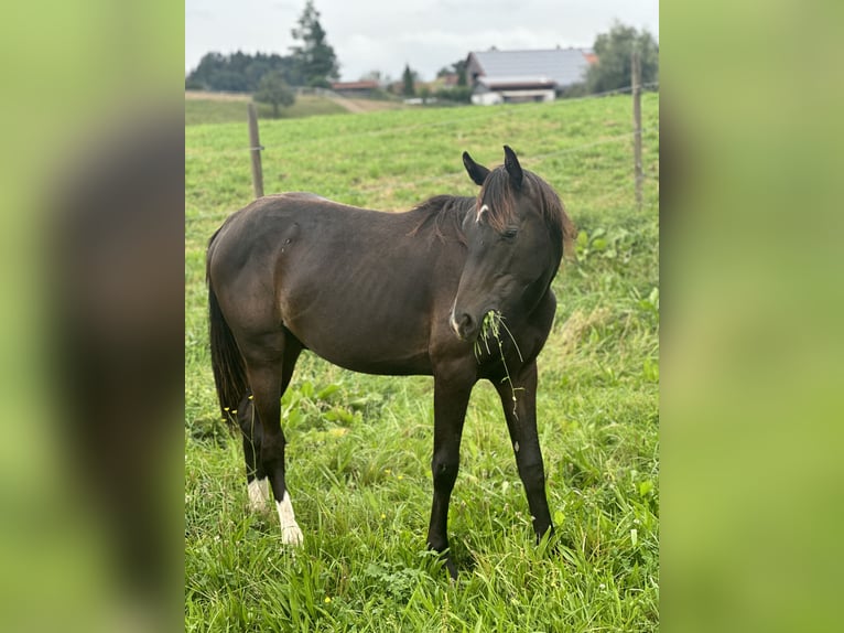 Hannoveraan Ruin 3 Jaar 162 cm Donkerbruin in Wangen im Allgäu