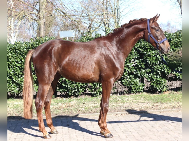 Hannoveraan Ruin 3 Jaar 162 cm Donkere-vos in Selsingen