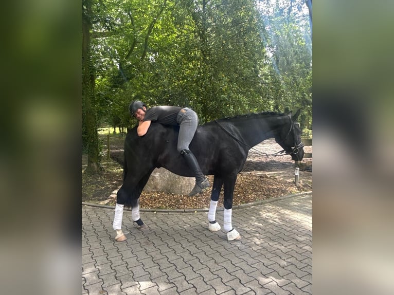 Hannoveraan Ruin 3 Jaar 162 cm Zwart in Fürstenau
