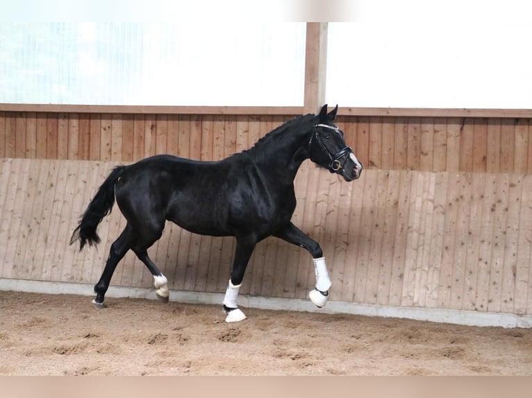 Hannoveraan Ruin 3 Jaar 162 cm Zwart in Fürstenau