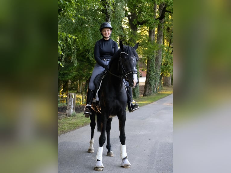 Hannoveraan Ruin 3 Jaar 162 cm Zwart in Fürstenau