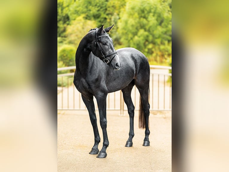 Hannoveraan Ruin 3 Jaar 162 cm Zwartschimmel in Velen