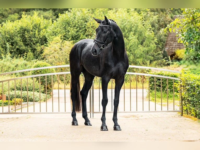 Hannoveraan Ruin 3 Jaar 162 cm Zwartschimmel in Velen