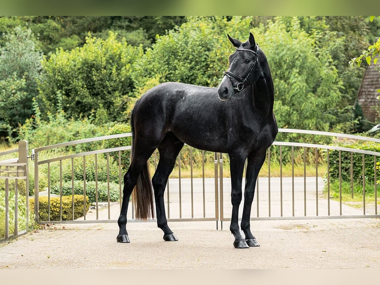 Hannoveraan Ruin 3 Jaar 162 cm Zwartschimmel in Velen