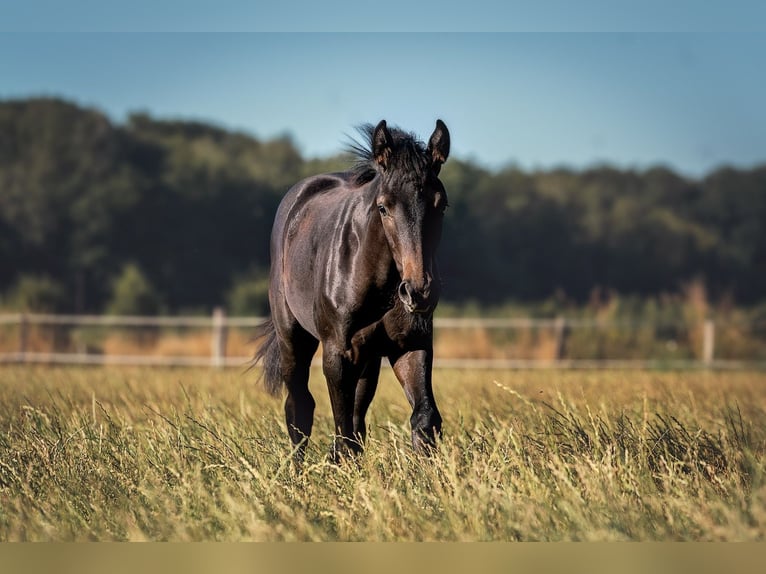 Hannoveraan Ruin 3 Jaar 162 cm Zwartschimmel in Velen