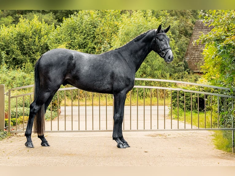 Hannoveraan Ruin 3 Jaar 162 cm Zwartschimmel in Velen