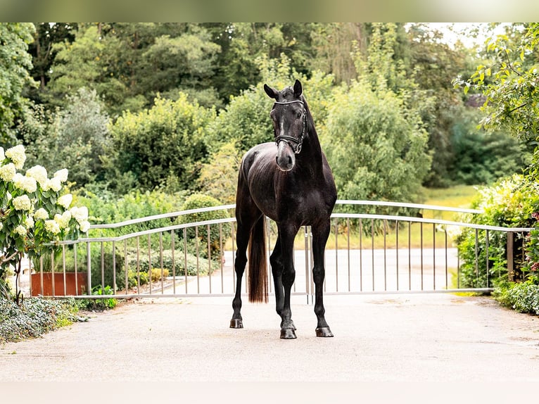 Hannoveraan Ruin 3 Jaar 162 cm Zwartschimmel in Velen