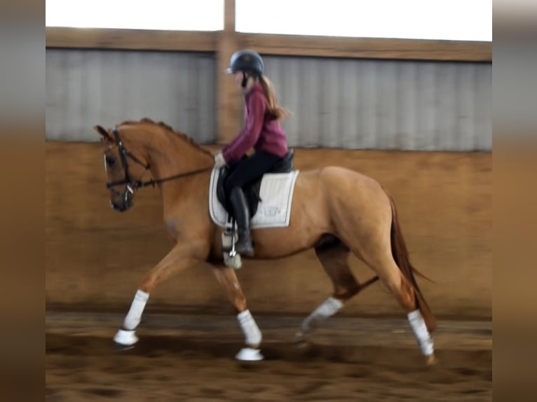 Hannoveraan Ruin 3 Jaar 163 cm Vos in Fredenbeck