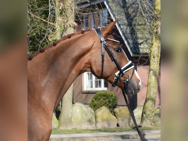 Hannoveraan Ruin 3 Jaar 163 cm Vos in Fredenbeck