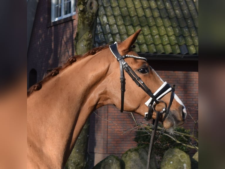 Hannoveraan Ruin 3 Jaar 163 cm Vos in Fredenbeck