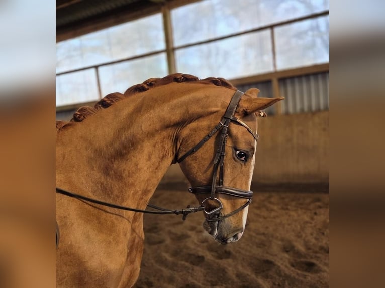 Hannoveraan Ruin 3 Jaar 163 cm Vos in Fredenbeck