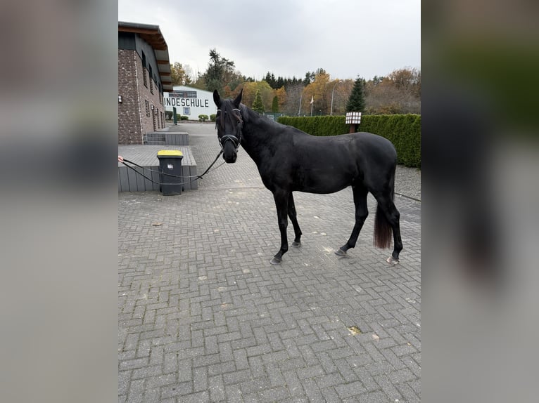 Hannoveraan Ruin 3 Jaar 163 cm Zwart in Heimbach