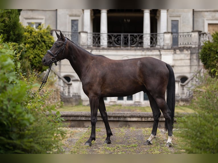 Hannoveraan Ruin 3 Jaar 163 cm Zwartbruin in Leichlingen