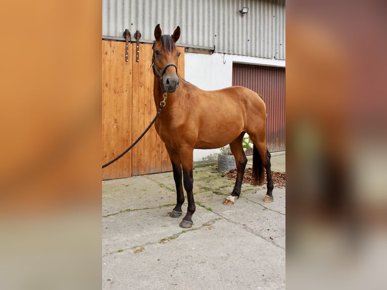 Hannoveraan Ruin 3 Jaar 164 cm Bruin in Hagen im Bremischen