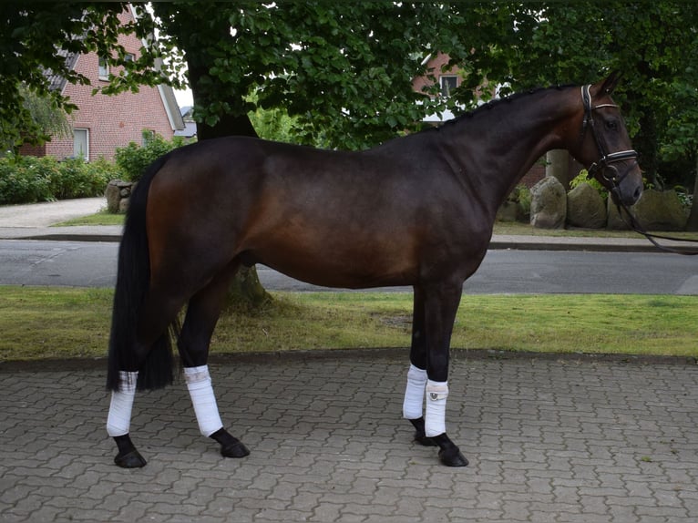 Hannoveraan Ruin 3 Jaar 164 cm Donkerbruin in Fredenbeck