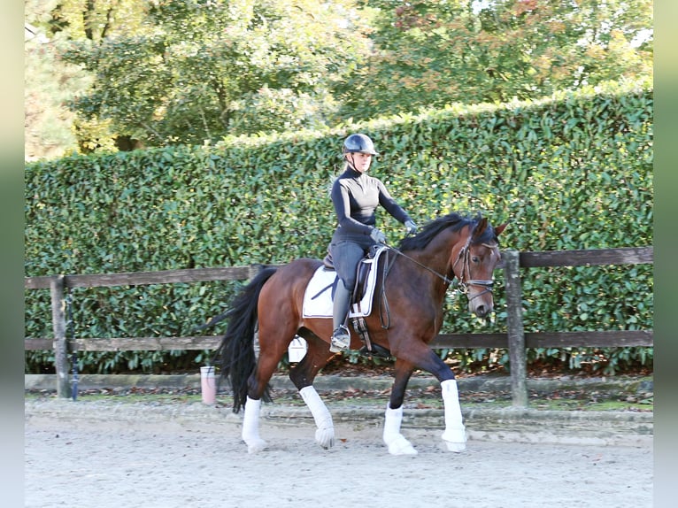 Hannoveraan Ruin 3 Jaar 164 cm Donkerbruin in Kempen