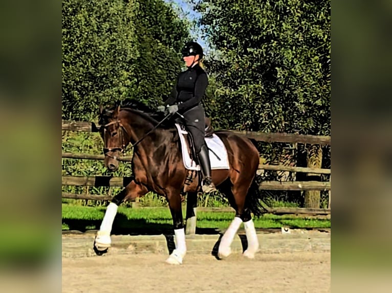 Hannoveraan Ruin 3 Jaar 164 cm Donkerbruin in Kempen