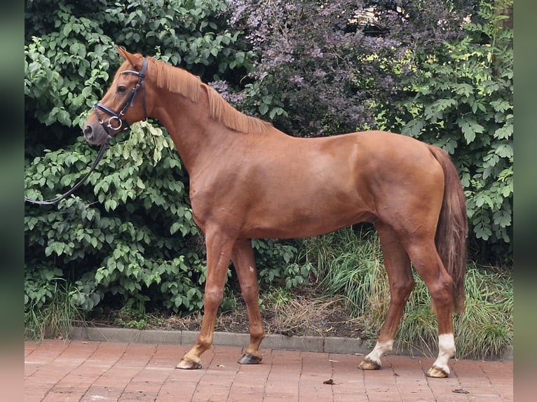 Hannoveraan Ruin 3 Jaar 164 cm Vos in Ostercappeln