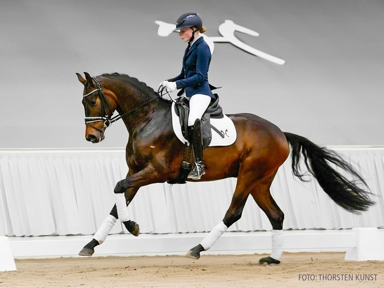 Hannoveraan Ruin 3 Jaar 164 cm Vos in Verden