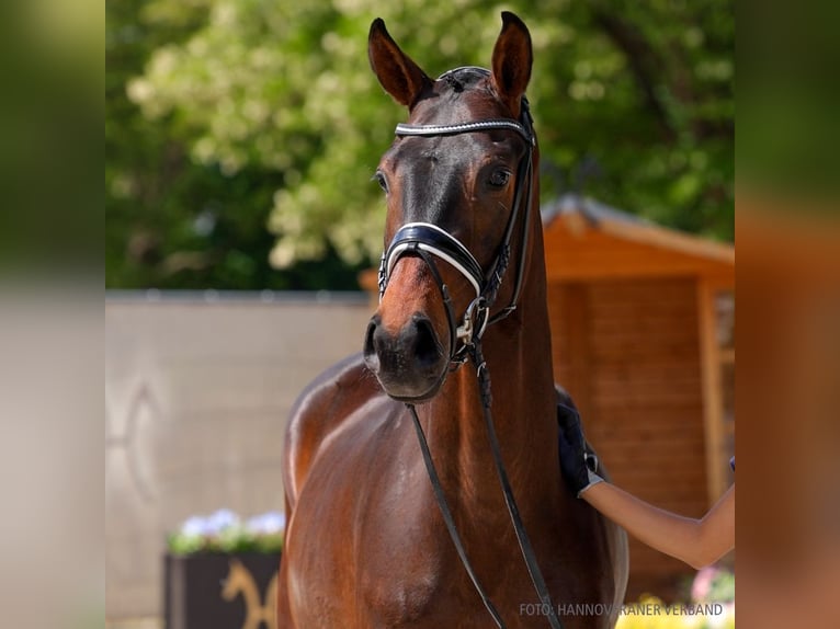 Hannoveraan Ruin 3 Jaar 164 cm Vos in Verden