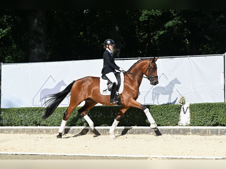 Hannoveraan Ruin 3 Jaar 165 cm Bruin in Bad Bevensen
