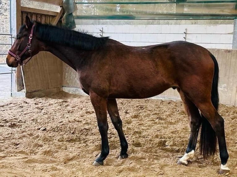 Hannoveraan Ruin 3 Jaar 165 cm Bruin in Wald-Michelbach