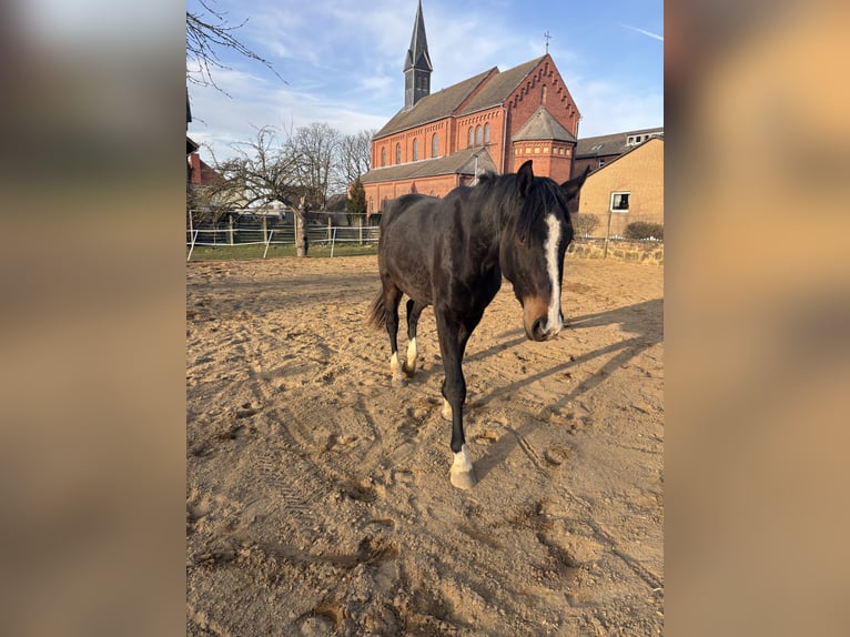 Hannoveraan Ruin 3 Jaar 165 cm Bruin in Schellerten