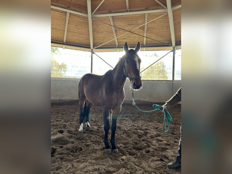 Hannoveraan Ruin 3 Jaar 165 cm Bruin in Wedemark