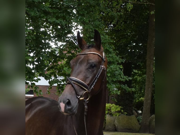 Hannoveraan Ruin 3 Jaar 165 cm Donkerbruin in Fredenbeck