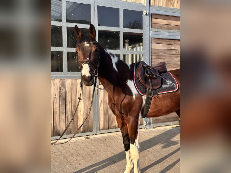 Hannoveraan Ruin 3 Jaar 165 cm Gevlekt-paard in Leipzig