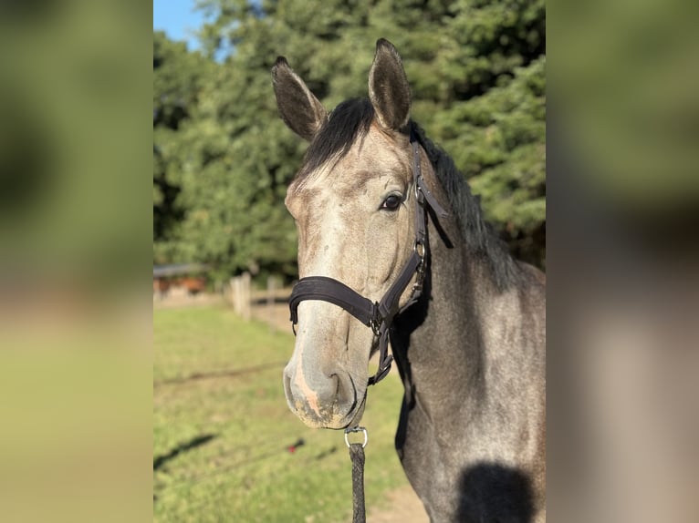 Hannoveraan Ruin 3 Jaar 165 cm kan schimmel zijn in Horneburg
