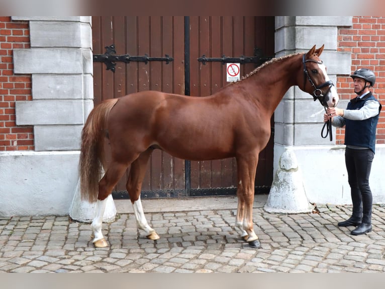 Hannoveraan Ruin 3 Jaar 165 cm Vos in Celle
