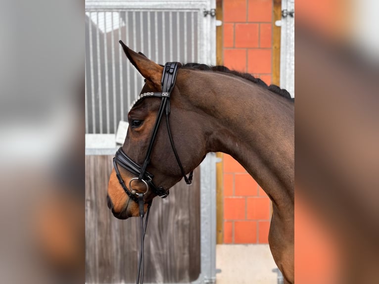 Hannoveraan Ruin 3 Jaar 166 cm Bruin in Visselhövede