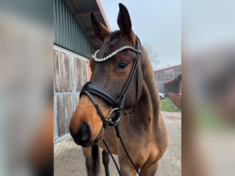 Hannoveraan Ruin 3 Jaar 166 cm Bruin in Visselhövede