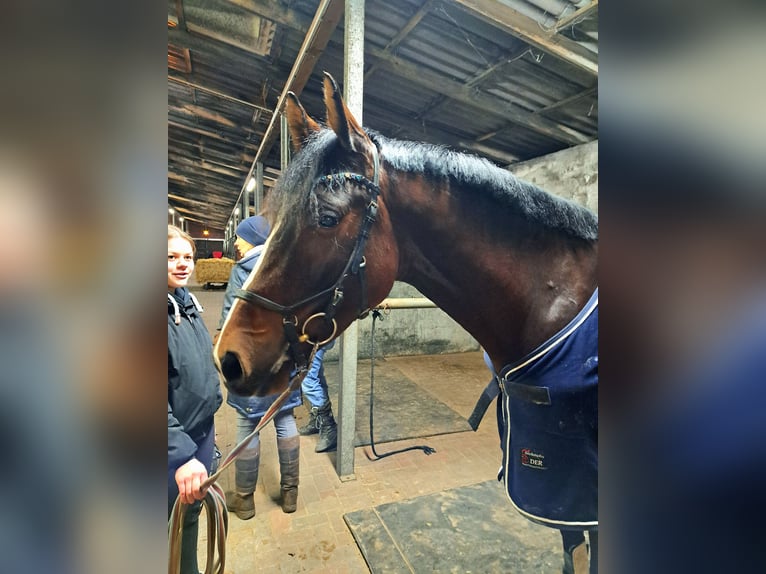 Hannoveraan Ruin 3 Jaar 166 cm Bruin in Werlte