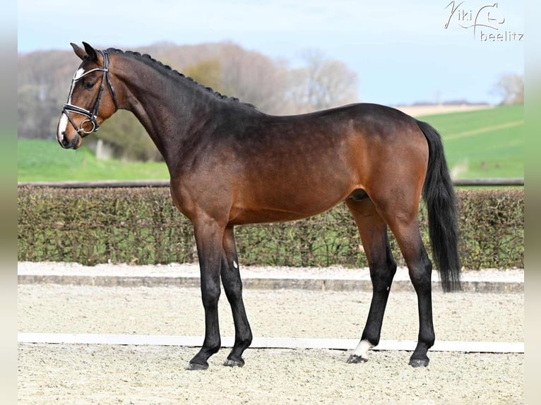 Hannoveraan Ruin 3 Jaar 166 cm Bruin in Syke