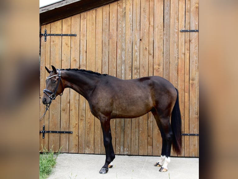 Hannoveraan Ruin 3 Jaar 166 cm Donkerbruin in Kumberg