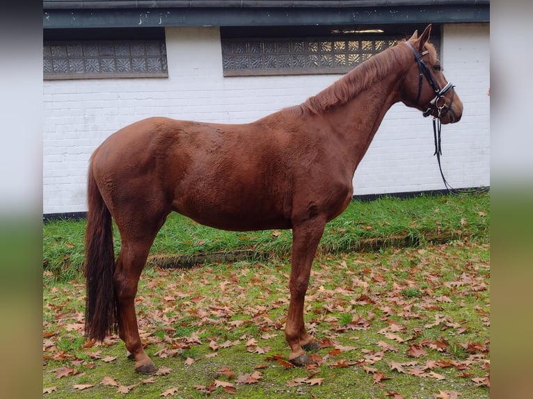 Hannoveraan Ruin 3 Jaar 166 cm Donkere-vos in Viöl