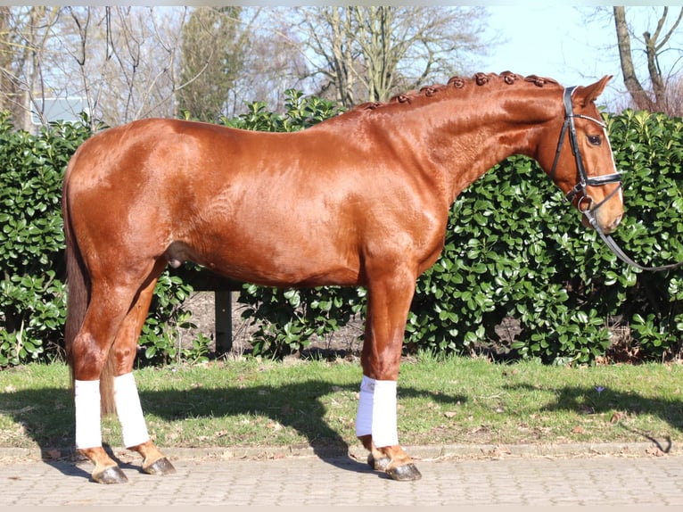 Hannoveraan Ruin 3 Jaar 166 cm Vos in Selsingen