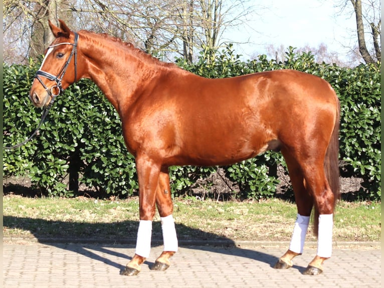 Hannoveraan Ruin 3 Jaar 166 cm Vos in Selsingen