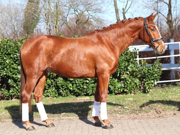Hannoveraan Ruin 3 Jaar 166 cm Vos in Selsingen