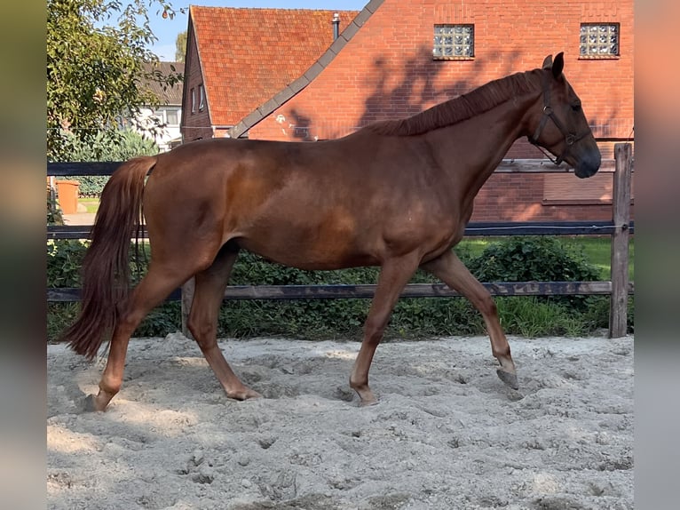 Hannoveraan Ruin 3 Jaar 166 cm Vos in Wagenfeld